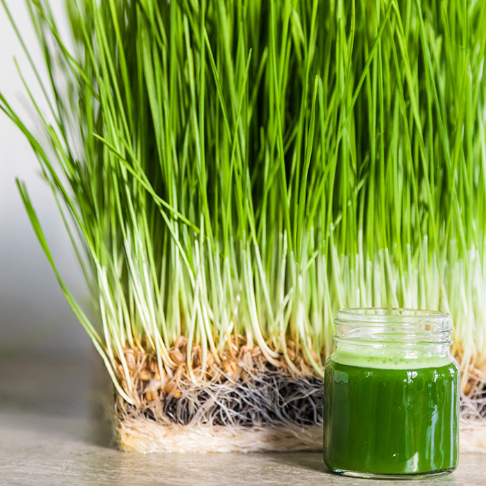 Wheatgrass – The Naples Micro-Farm